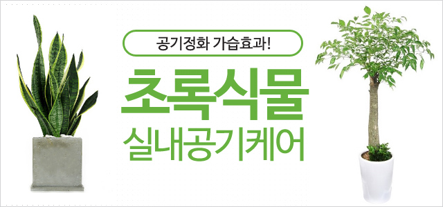 공기정화식물
